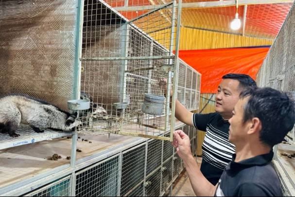 'Ông trùm' chồn hương khởi nghiệp từ 80 con giống